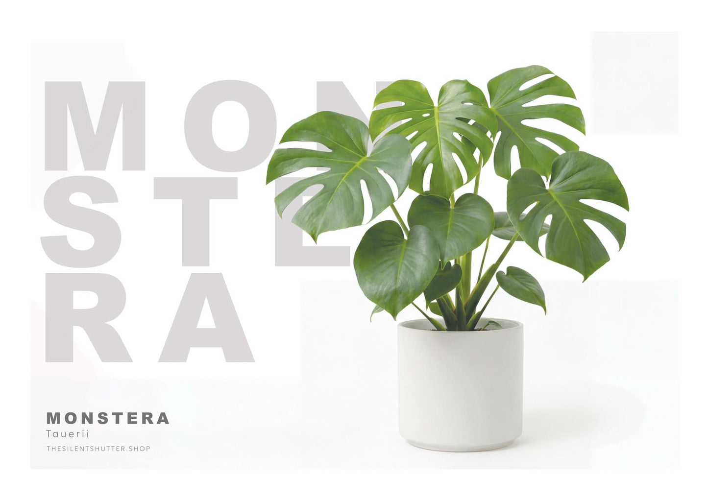 Monstera deliciosa Tauerii