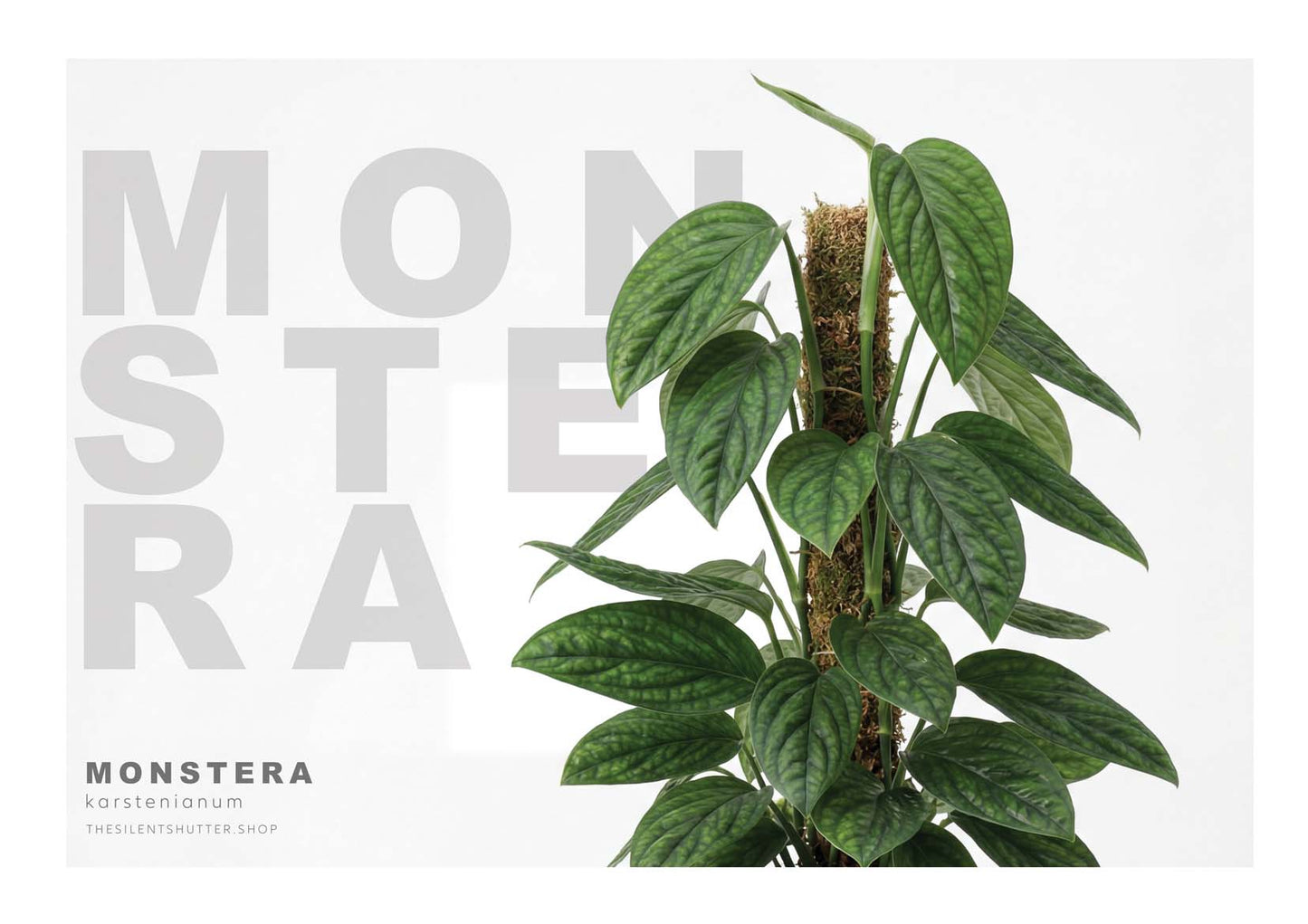 Monstera karstenianum