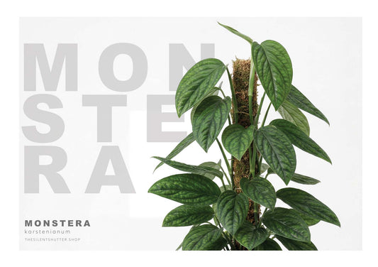 Monstera karstenianum