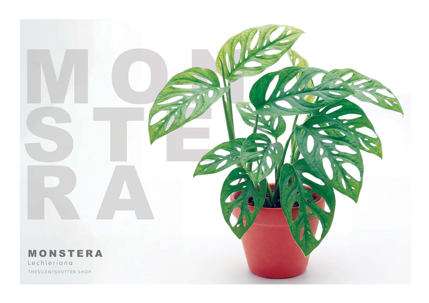 Monstera lechleriana