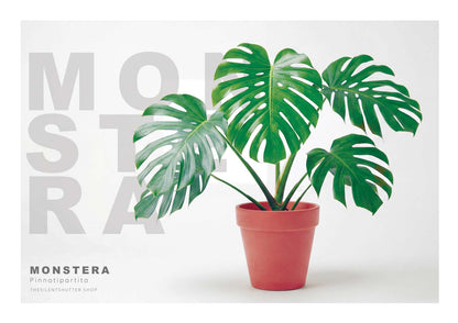 Monstera pinnatipartita