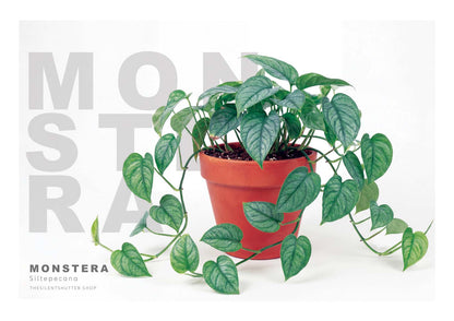 Monstera siltepecana