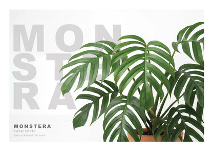 Monstera subpinnata