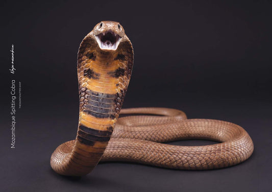 Mozambique Spitting Cobra (Naja mossambica)
