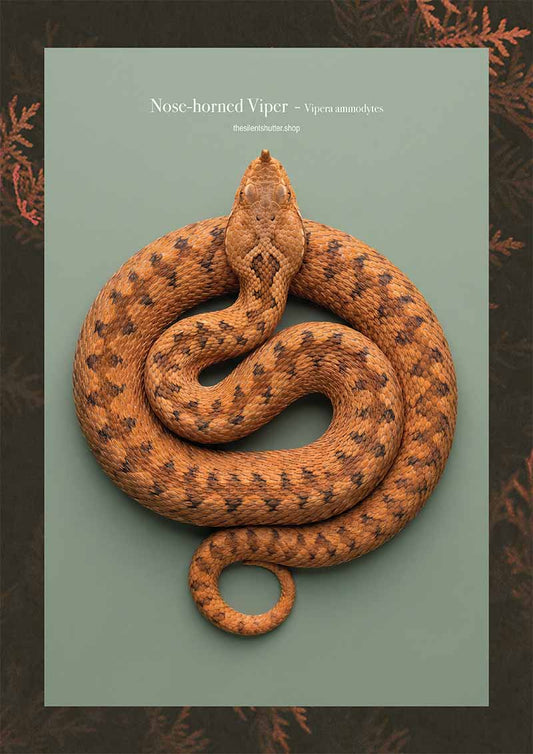 Nose-horned Viper - Vipera ammodytes