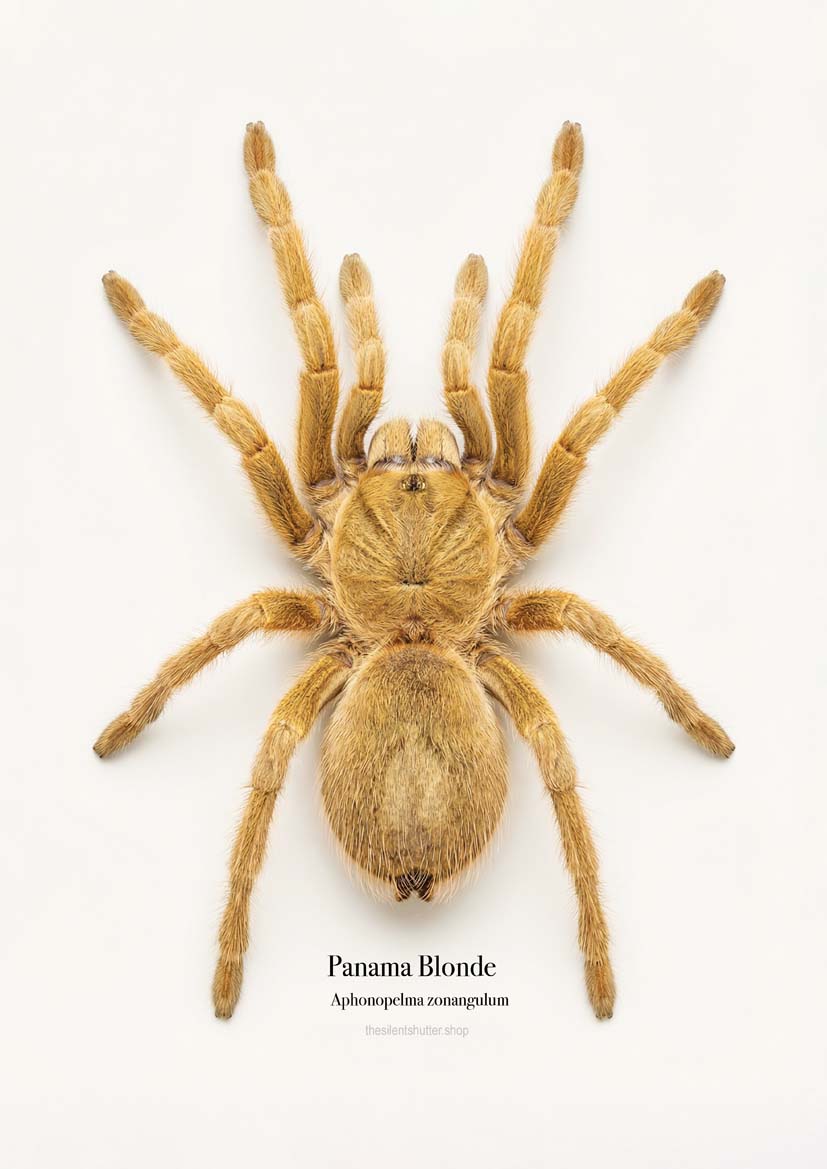 Panama Blonde Aphonopelma zonangulum