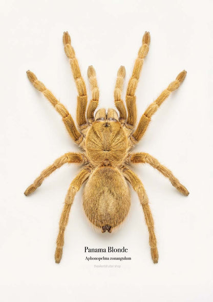Panama Blonde Aphonopelma zonangulum