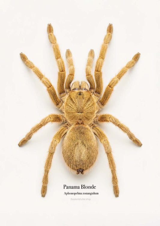 Panama Blonde Aphonopelma zonangulum