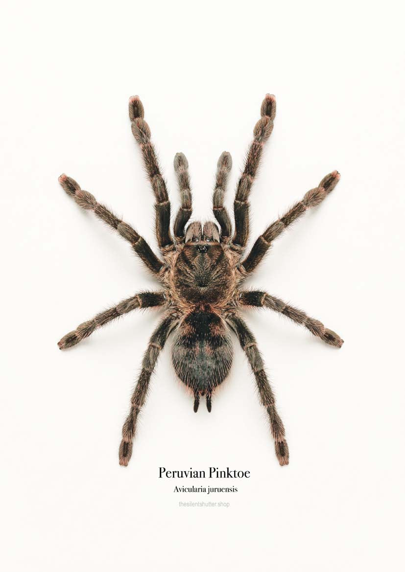 Peruvian Pinktoe Avicularia juruensis