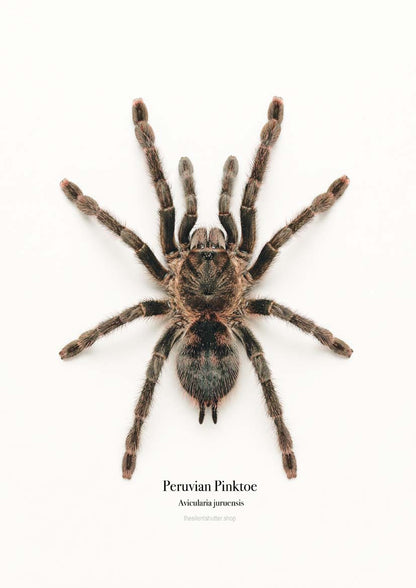 Peruvian Pinktoe Avicularia juruensis