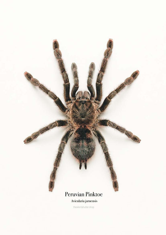 Peruvian Pinktoe Avicularia juruensis