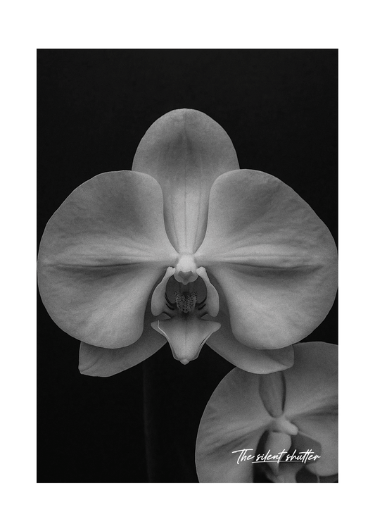 Phalaenopsis Orchid 1