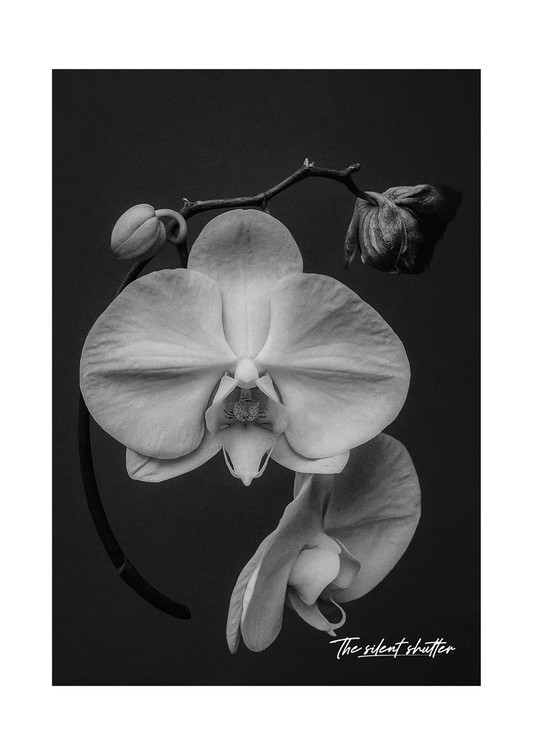 Phalaenopsis Orchid 2