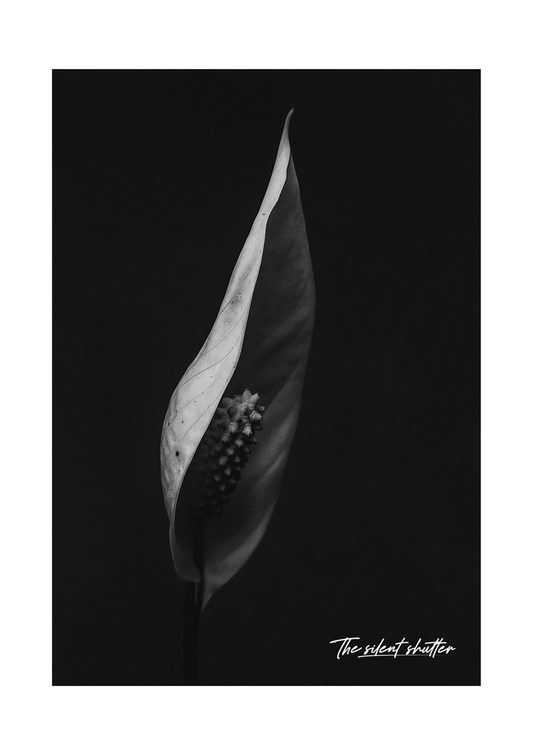 Phalaenopsis Orchid 3