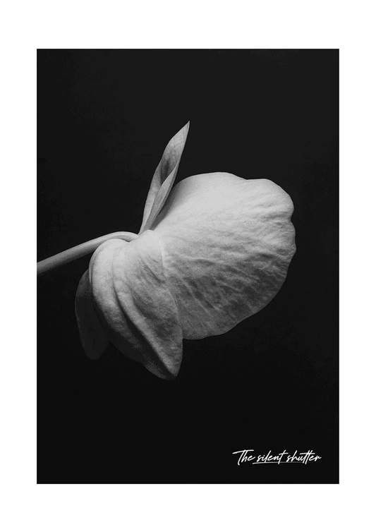 Phalaenopsis Orchid 5 - The Silent Shutter