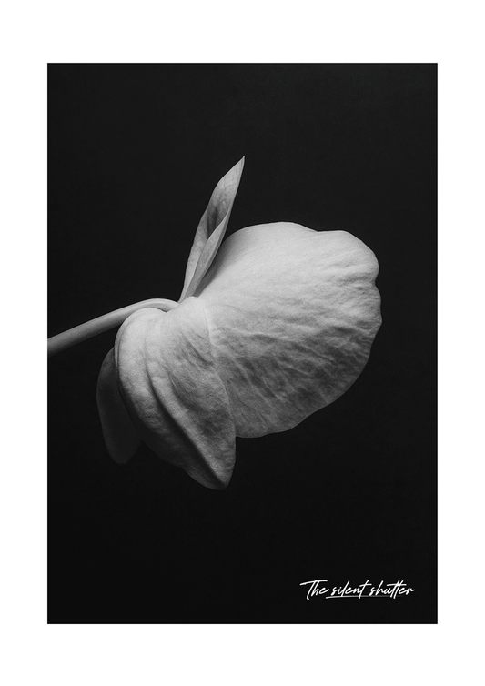 Phalaenopsis Orchid 5
