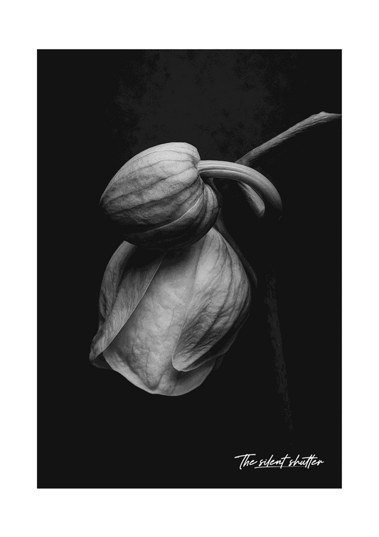 Phalaenopsis Orchid 4 - The Silent Shutter