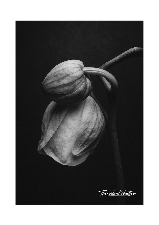 Phalaenopsis Orchid 4