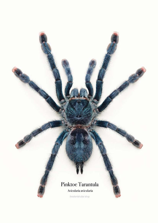 Pinktoe Tarantula Avicularia avicularia