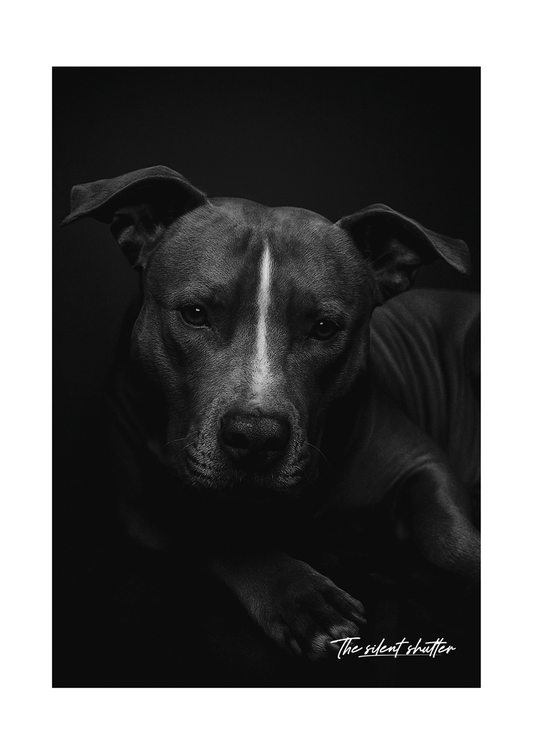 Pitty Awesome