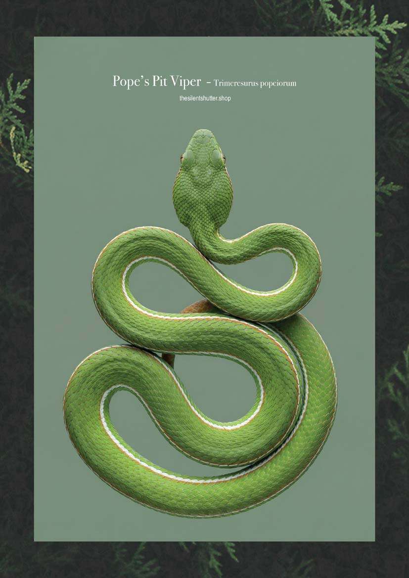 Pope’s Pit Viper - Trimeresurus popeiorum