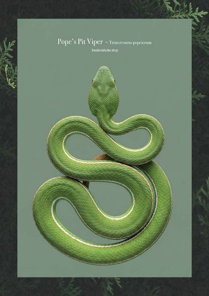 Pope’s Pit Viper - Trimeresurus popeiorum