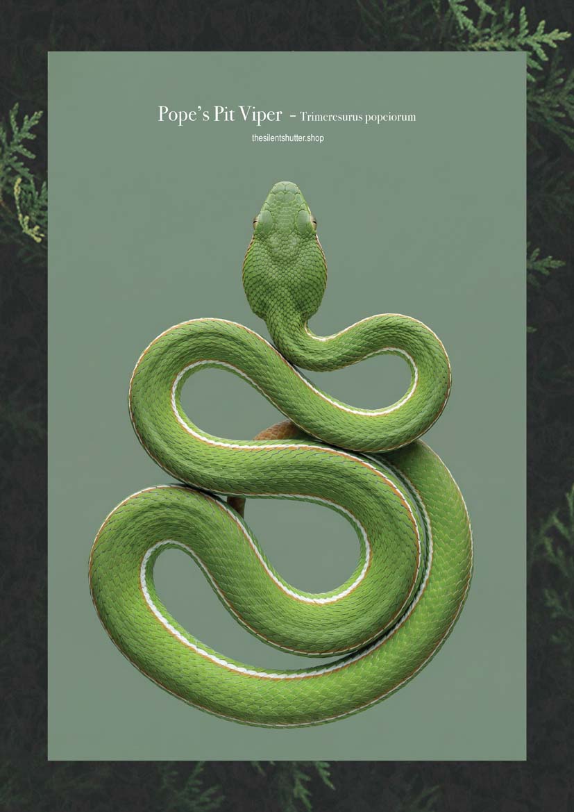 Pope’s Pit Viper - Trimeresurus popeiorum