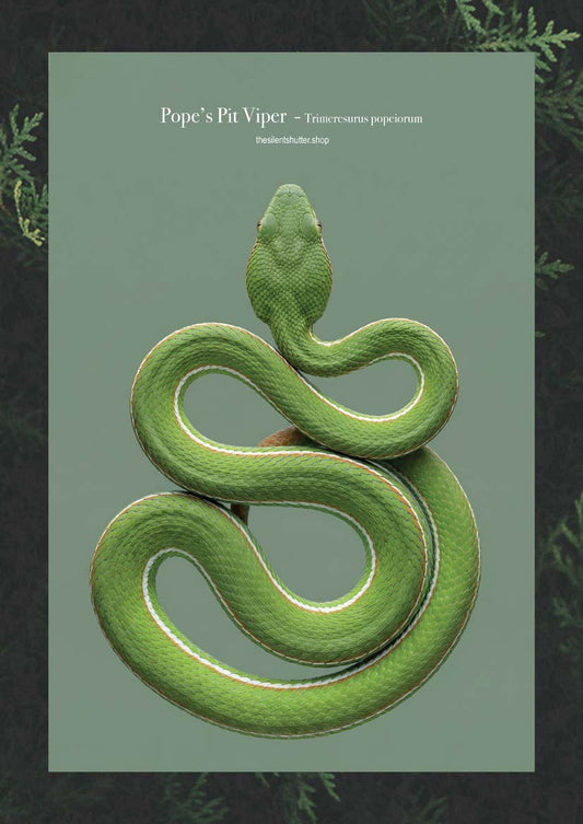 Pope’s Pit Viper - Trimeresurus popeiorum