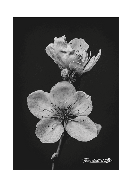 Prunus Persica - The Silent Shutter