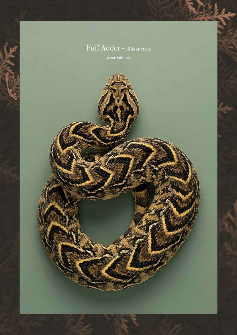 Puff Adder - Bitis arietans