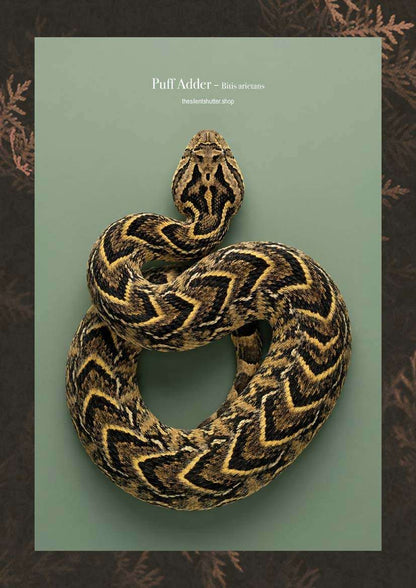 Puff Adder - Bitis arietans