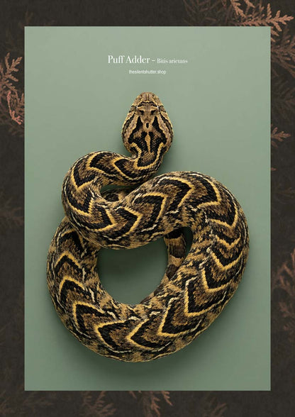 Puff Adder - Bitis arietans