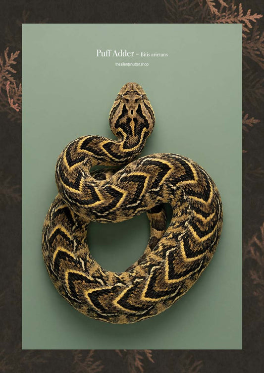 Puff Adder - Bitis arietans