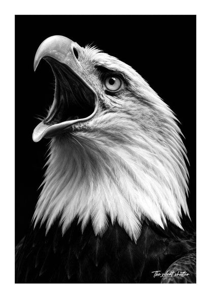 Raptors Cry - The Silent Shutter