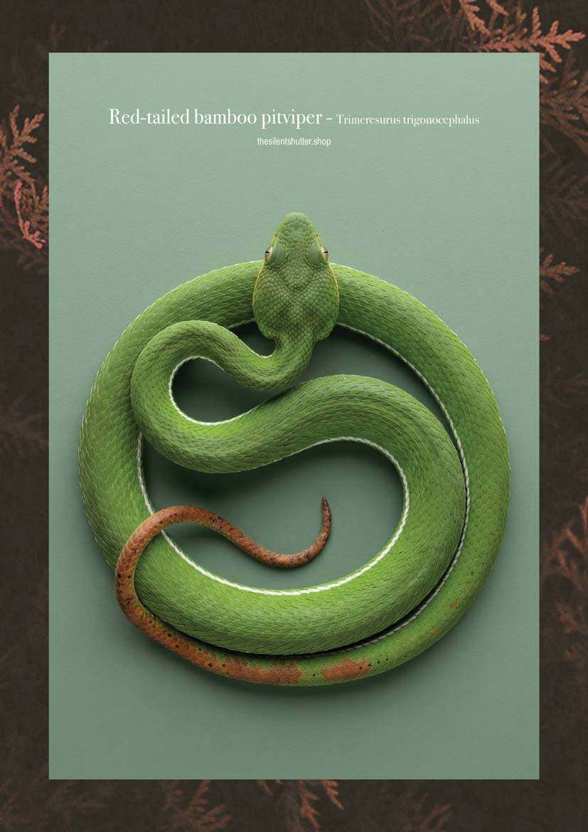 Red-tailed bamboo pitviper - Trimeresurus trigonocephalus