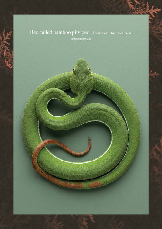 Red-tailed bamboo pitviper - Trimeresurus trigonocephalus