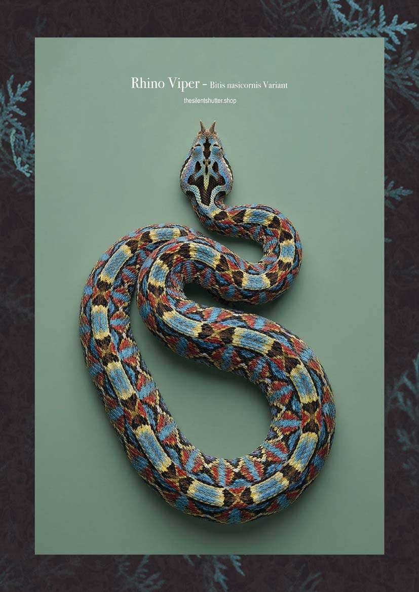 Rhino Viper - Bitis nasicornis Variant