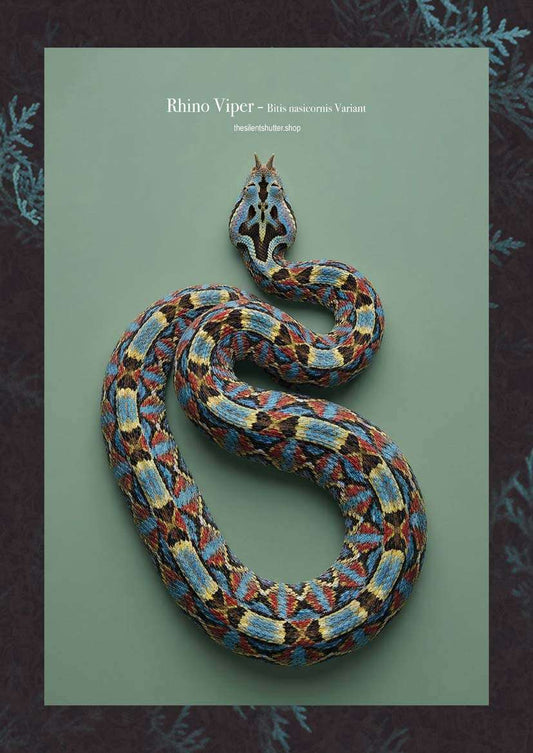 Rhino Viper - Bitis nasicornis Variant