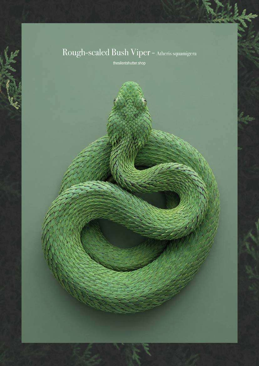 Rough-scaled Bush Viper - Atheris squamigera