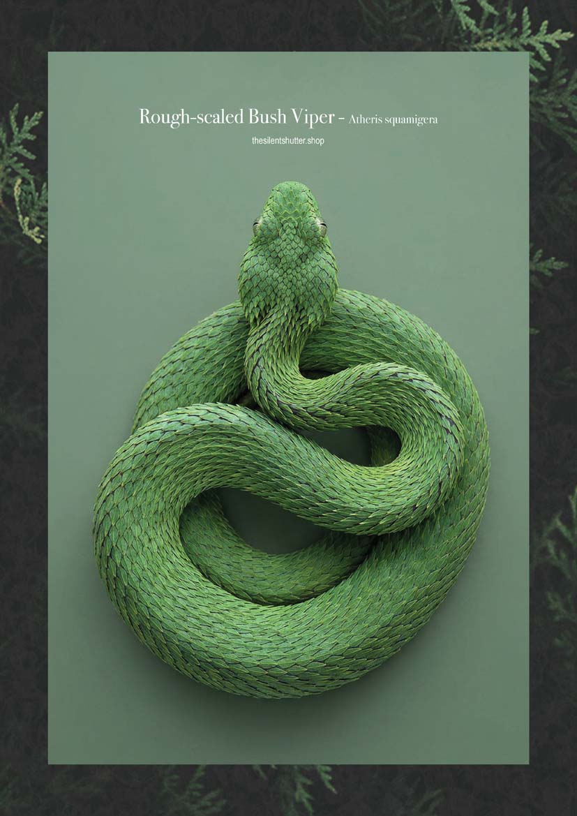 Rough-scaled Bush Viper - Atheris squamigera