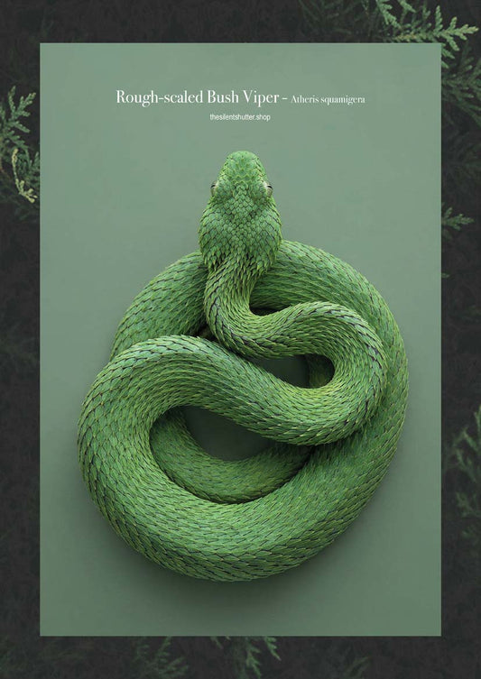 Rough-scaled Bush Viper - Atheris squamigera