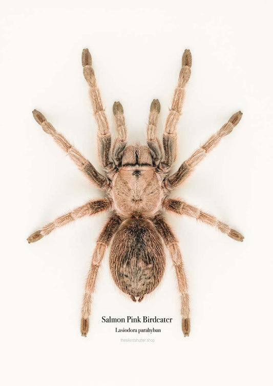 Salmon Pink Birdeater Lasiodora parahyban