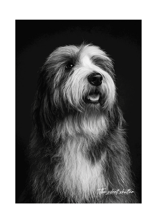 Sheep Dog - The Silent Shutter