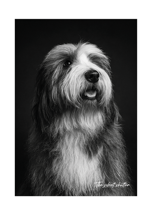 Sheep Dog