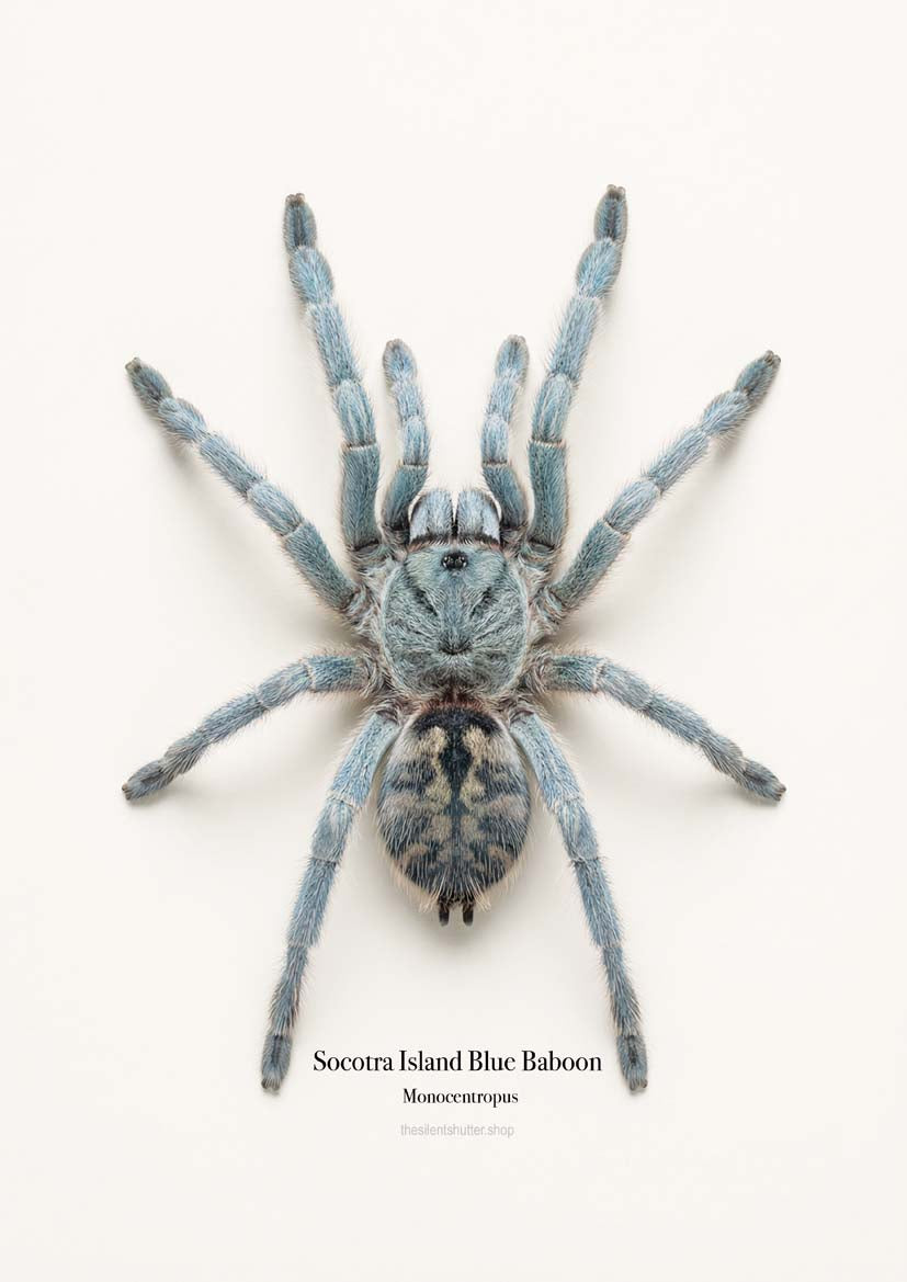 Socotra Island Blue Baboon  Monocentropus