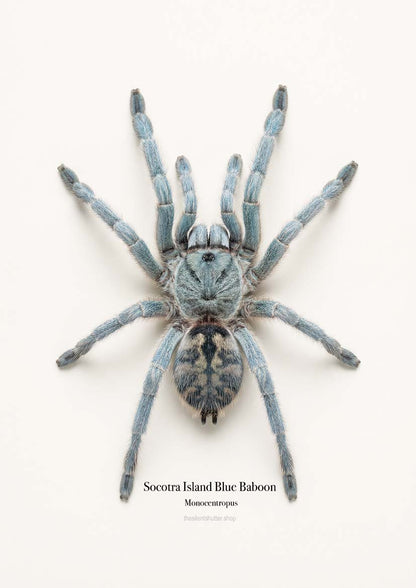 Socotra Island Blue Baboon  Monocentropus