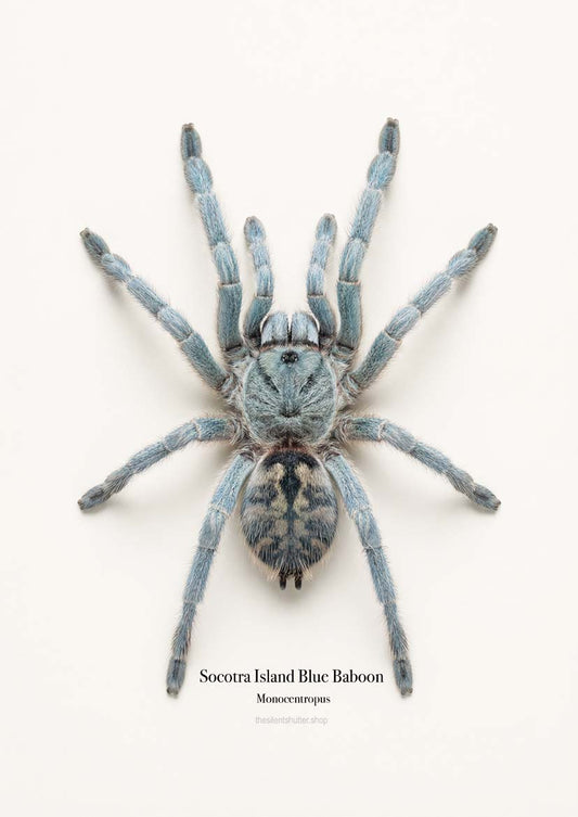 Socotra Island Blue Baboon  Monocentropus