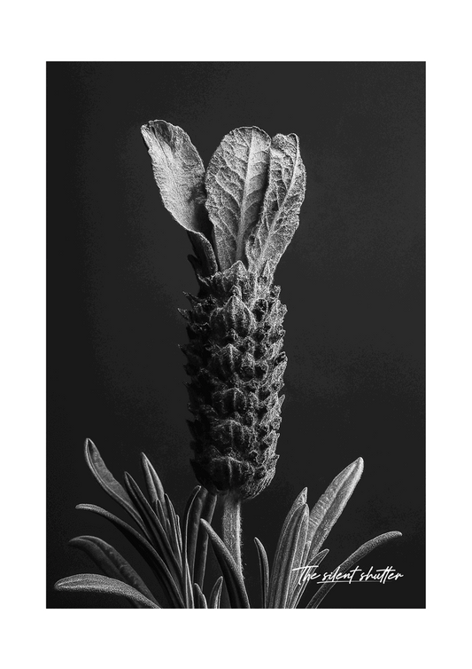 Spanish Lavender - The Silent Shutter