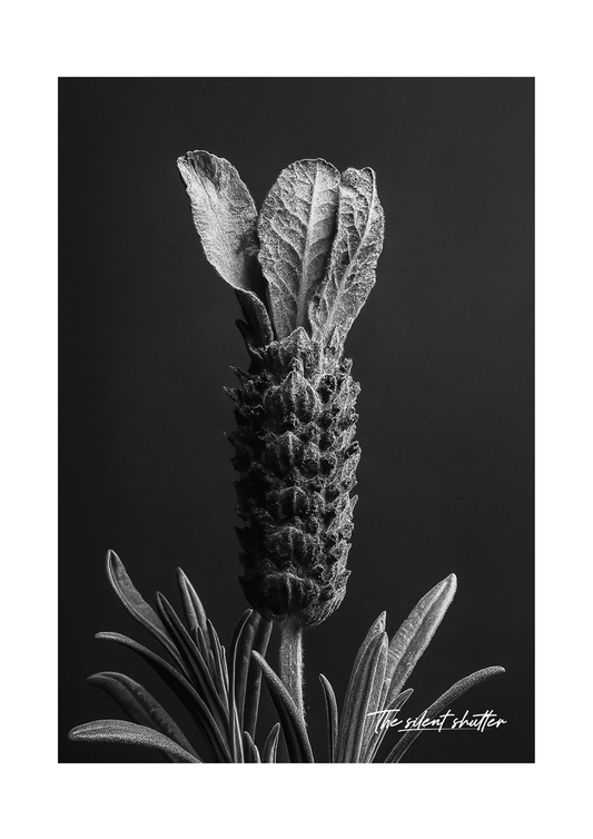 Spanish Lavender