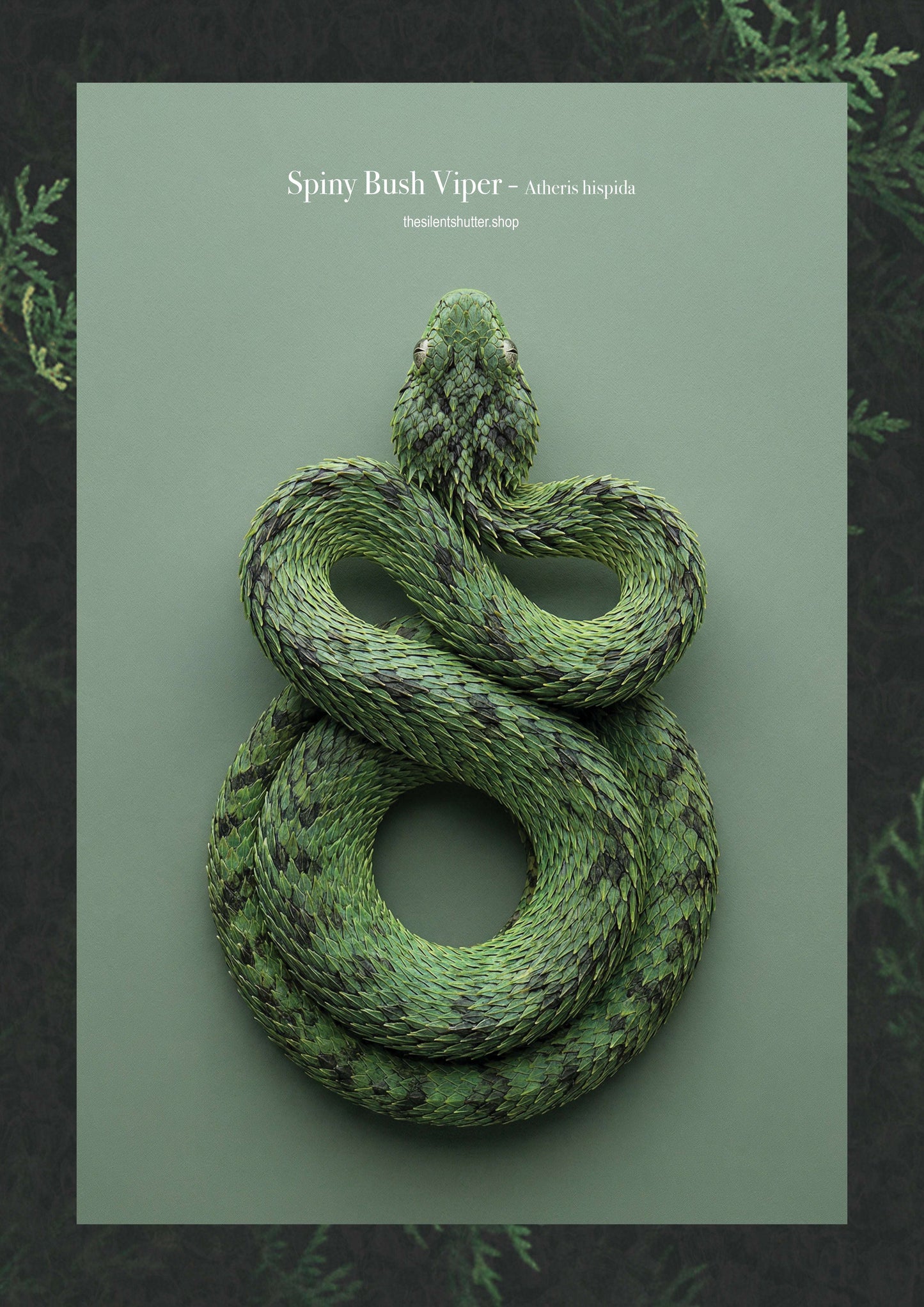 Spiny Bush Viper - Atheris hispida